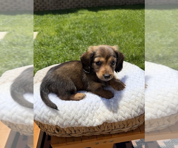 Medium Photo #3 Dachshund Puppy For Sale in NORTH HIGHLANDS, CA, USA