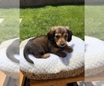 Small #2 Dachshund
