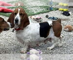 Small #1 Basset Hound