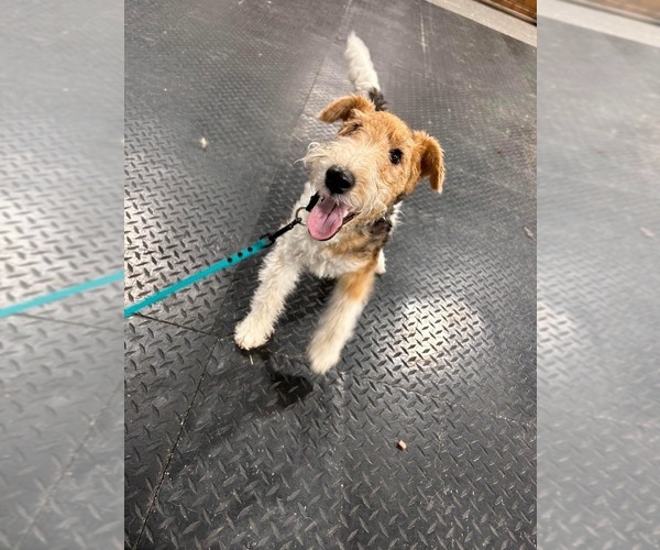 Medium Photo #1 Wire Fox Terrier Puppy For Sale in MARENGO, IL, USA