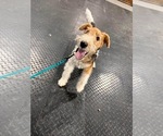 Small Photo #1 Wire Fox Terrier Puppy For Sale in MARENGO, IL, USA