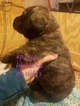Small Photo #3 Mastiff Puppy For Sale in CUTLER, IN, USA