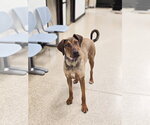 Small #3 Doberman Pinscher Mix
