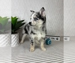 Small #4 Pomsky