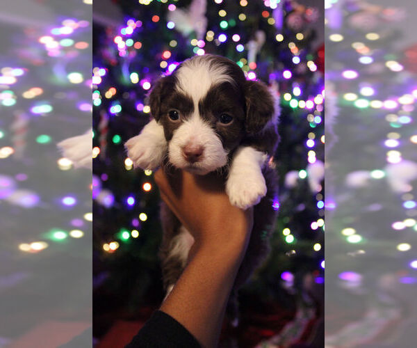 Medium Photo #4 Poovanese Puppy For Sale in LOUISVILLE, KY, USA