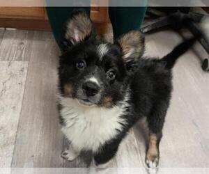 Border-Aussie Dogs for adoption in Ames, IA, USA
