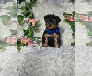 Yorkshire Terrier Puppy for sale in INDIANAPOLIS, IN, USA