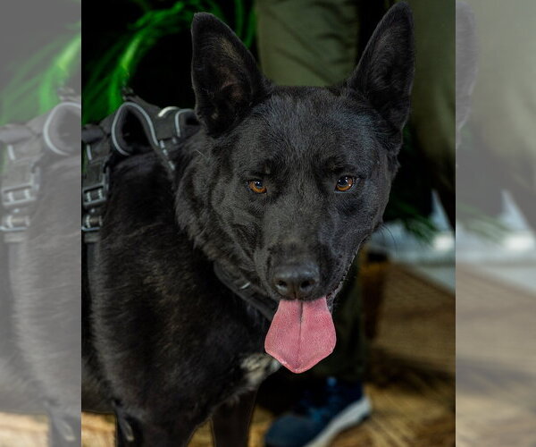 Medium Photo #7 Mutt Puppy For Sale in Cedar Crest, NM, USA