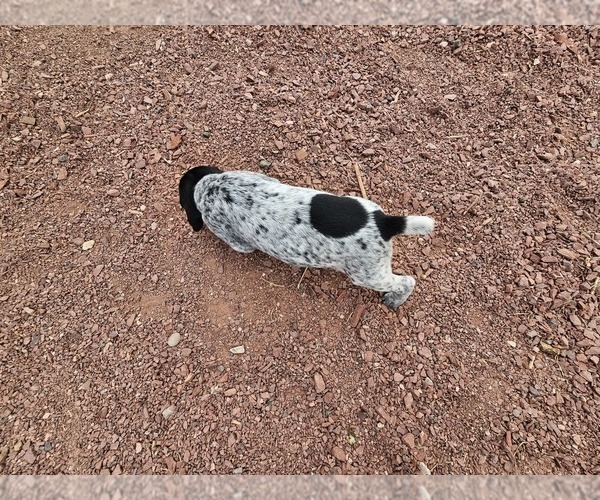 Medium Photo #6 German Shorthaired Pointer Puppy For Sale in EVANSVILLE, WY, USA