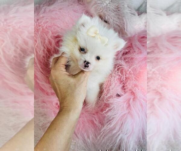 Medium Photo #5 Pomeranian Puppy For Sale in BOSTON, MA, USA