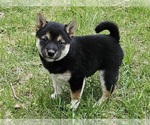 Small Photo #2 Shiba Inu Puppy For Sale in CLARK, MO, USA