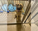Small #1 Mutt