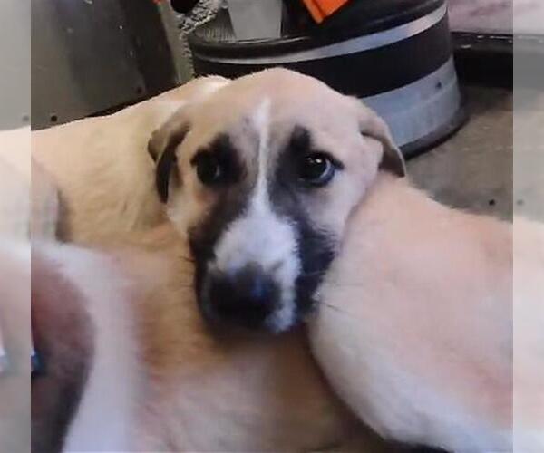 Medium Photo #1 Anatolian Shepherd Puppy For Sale in Tulsa, OK, USA