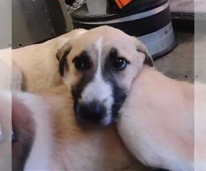 Anatolian Shepherd Dogs for adoption in Tulsa, OK, USA