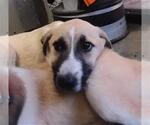 Small Anatolian Shepherd