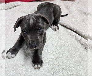 Cane Corso Puppy for sale in EAST HAMPTON, CT, USA
