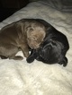 Small Photo #21 Vizsla-Weimaraner Mix Puppy For Sale in STANFORD, IL, USA