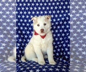 Pomsky Puppy for sale in QUARRYVILLE, PA, USA