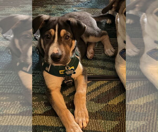 Medium Photo #3 Mutt Puppy For Sale in Springdale, PA, USA