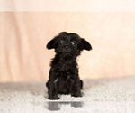 Small Photo #7 YorkiePoo Puppy For Sale in NAPPANEE, IN, USA