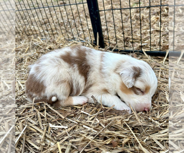Medium Photo #24 Australian Shepherd Puppy For Sale in SMITHS GROVE, KY, USA
