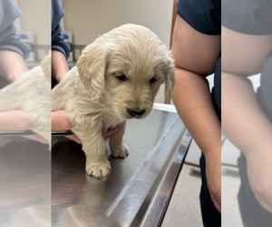 Golden Retriever Puppy for sale in MERIDEN, IA, USA