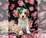 Small #2 Cavapoo