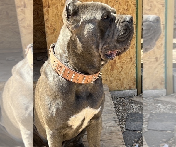 Medium Photo #1 Cane Corso Puppy For Sale in GRAND PRAIRIE, TX, USA