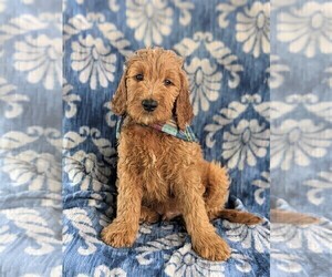 Goldendoodle Puppy for sale in CHRISTIANA, PA, USA