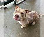 Small American Bulldog Mix