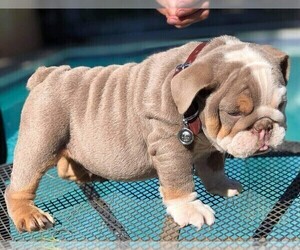 English Bulldog Puppy for Sale in MURRIETA, California USA