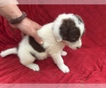 Small Photo #33 Borador Puppy For Sale in MARION, VA, USA