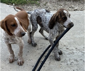 Mountain Cur-Treeing Walker Coonhound Mix Dogs for adoption in PRESTON, MN, USA