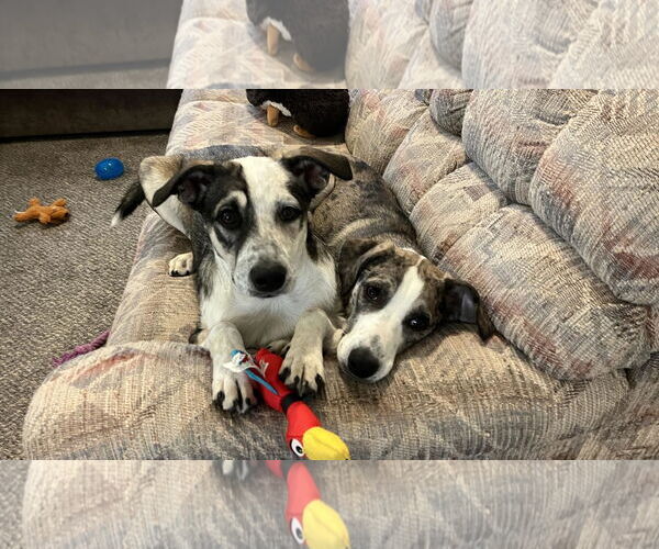 Medium Photo #9 Catahoula Leopard Dog-Unknown Mix Puppy For Sale in Sandy, UT, USA