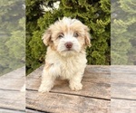 Small #3 Poo-Ton