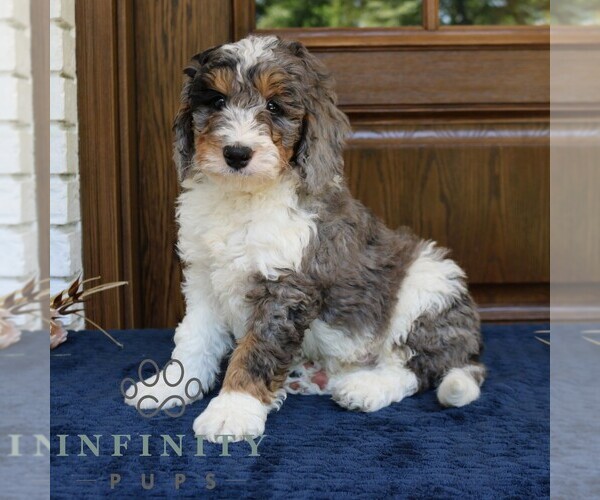 Medium Photo #1 Bernedoodle (Miniature) Puppy For Sale in NARVON, PA, USA