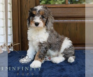 Bernedoodle (Miniature) Puppy for sale in NARVON, PA, USA