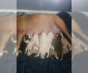 American Bully-Bullypit Mix Litter for sale in LEHIGH ACRES, FL, USA