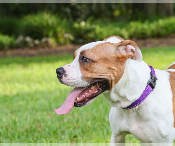 Medium Photo #13 Mutt Puppy For Sale in  Gainesville, FL, USA