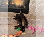 Small Photo #1 Dachshund-Unknown Mix Puppy For Sale in Overland Park, KS, USA