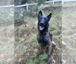 Hunter - Male Mutt Dog for Adoption - Small photo