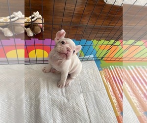 French Bulldog Puppy for sale in ELK GROVE, CA, USA