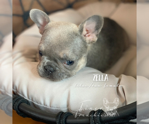 French Bulldog Puppy for sale in RICHLAND, PA, USA