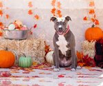 Small Photo #6 American Pit Bull Terrier Puppy For Sale in phoenix, AZ, USA