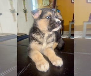 German Shepherd Dog-Siberian Husky Mix Puppy for sale in PORT SAINT LUCIE, FL, USA