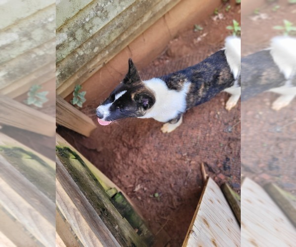 Medium Photo #9 Akita Puppy For Sale in FRANKLIN, NC, USA