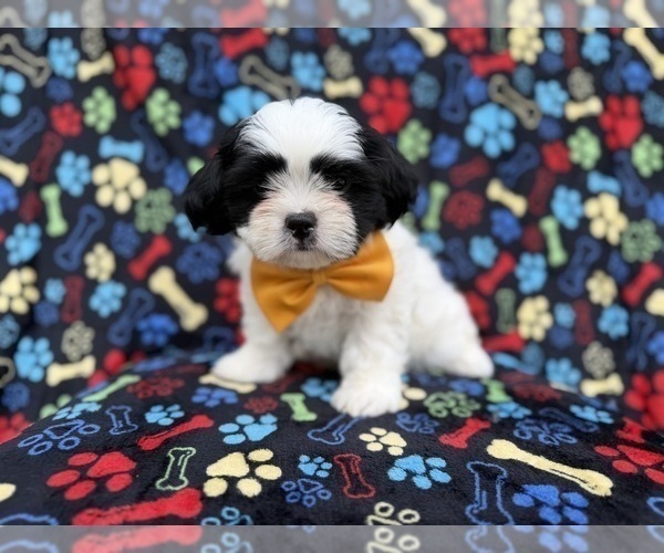 Medium Photo #6 Zuchon Puppy For Sale in LAKELAND, FL, USA