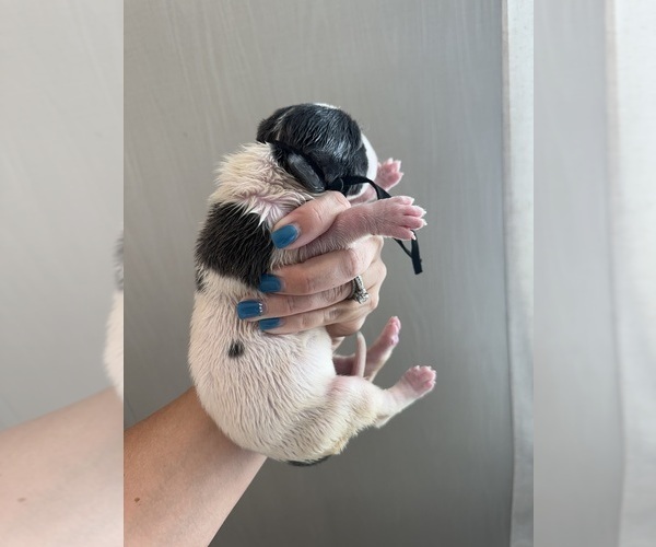 Medium Photo #15 Great Dane Puppy For Sale in HALLETTSVILLE, TX, USA