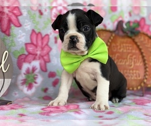 Boston Terrier Puppy for sale in LANCASTER, PA, USA