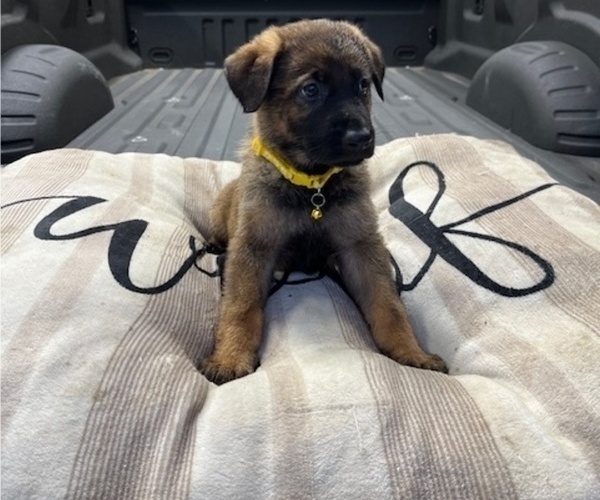 Medium Photo #5 German Shepherd Dog Puppy For Sale in HASLET, TX, USA